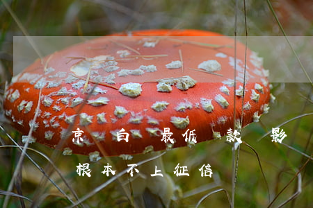 京東白條最低還款會影響征信嗎-京東白條根本不上征信