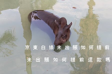 京東白條未出賬如何提前還款嗎-京東白條未出賬如何提前還款嗎安全嗎