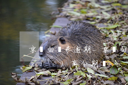 京東白條未逾期-京東白條未逾期可以協(xié)商分期嗎