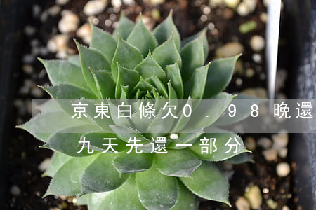 京東白條欠0.98晚還5天(京東白條逾期九天先還一部分)
