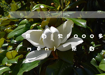 京東白條欠1000多會(huì)上門(mén)嗎(京東白條欠四千塊錢(qián)會(huì)上門(mén)嗎)