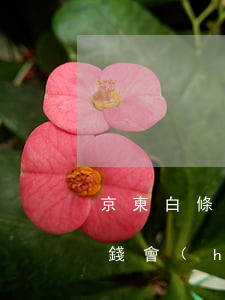 京東白條欠100塊錢(京東白條欠100塊錢會(huì)上征信嗎)