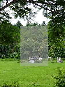 京東白條欠120(京東白條欠123天)