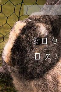 京東白條欠1分錢逾期影響征信嗎-京東白條欠1分錢逾期影響征信嗎怎么辦