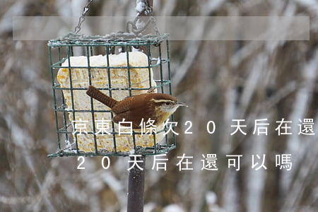 京東白條欠20天后在還可以嗎(京東白條欠20天后在還可以嗎)