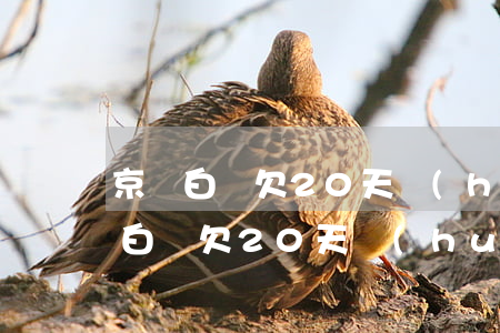 京東白條欠20天會(huì)怎么樣(京東白條欠20天會(huì)怎么樣)