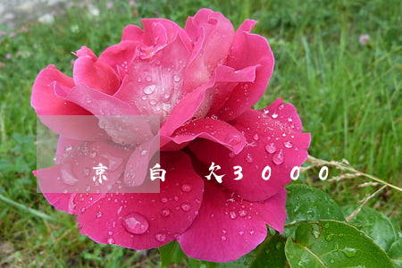 京東白條欠3000塊會坐牢嗎-