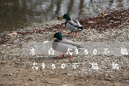 京東白條欠350不還能貸款嗎-京東白條欠350不還能貸款嗎安全嗎