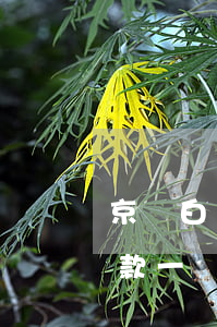 京東白條欠4000逾期70天(京東白條欠款一萬多逾期三年)