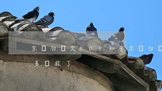 京東白條欠500知乎(京東白條降到500多沒救了)