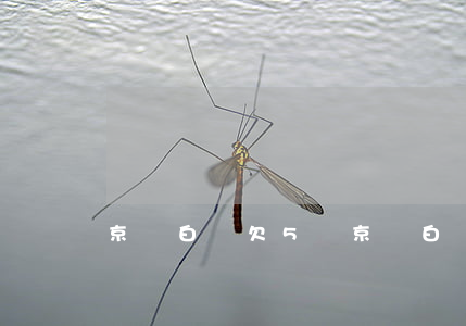 京東白條欠5萬(京東白條欠款6000)