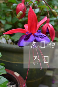 京東白條欠8元還不上怎么辦(京東白條欠錢不還)
