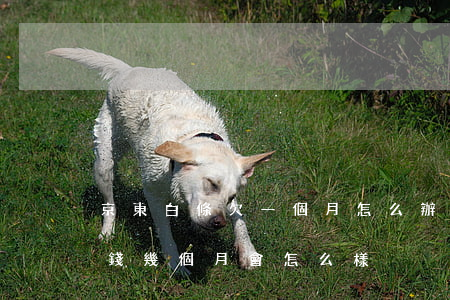 京東白條欠一個月怎么辦(京東白條欠一百塊錢幾個月會怎么樣)