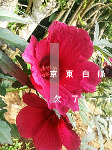 京東白條欠一千塊錢(qián)(京東白條欠了一千多)