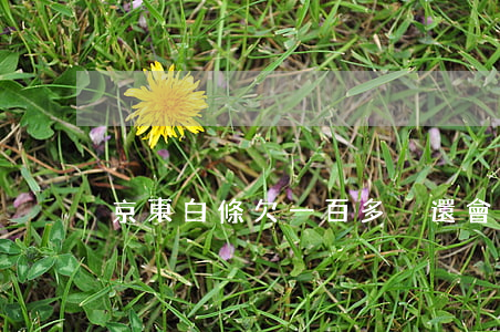 京東白條欠一百多沒還會怎樣
