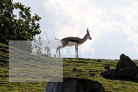 京東白條欠七千