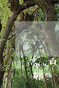 京東白條欠七百說到家里找(京東白條七千逾期)