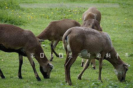 京東白條欠三千逾期半年(京東白條欠款三年)