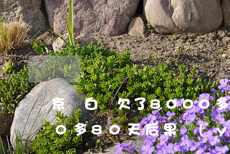 京東白條欠了8000多(欠京東白條5000多80天后果嚴(yán)重嗎)
