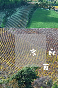 京東白條欠了一個(gè)月了(欠京東白條幾百塊錢(qián)兩個(gè)月后還有影響嗎)