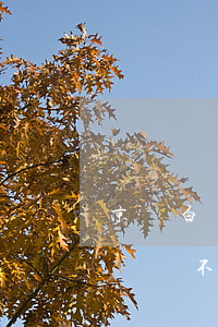 京東白條欠了一百多元(欠京東白條一千多塊錢還不上會怎么樣?)
