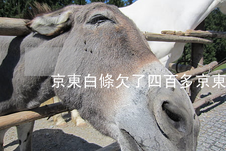 京東白條欠了四百多(京東白條欠一萬八)