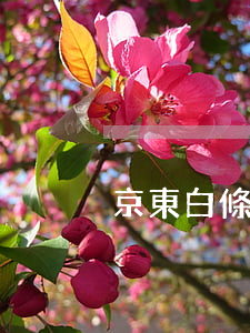 京東白條欠五十(京東白條欠一萬八)