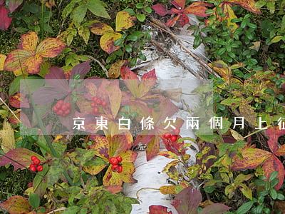 京東白條欠兩個月上征信