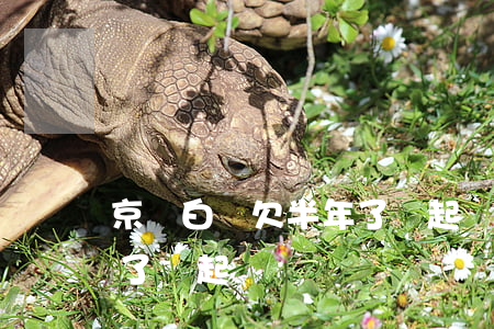 京東白條欠半年了會起訴嗎(京東白條欠半年了會起訴嗎)