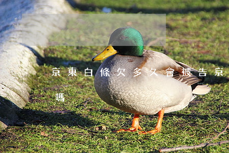 京東白條欠多久會被告(京東白條逾期會被告嗎)