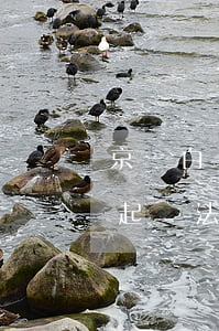 京東白條欠多少起訴(京東白條欠8000被起訴法院受理嗎)