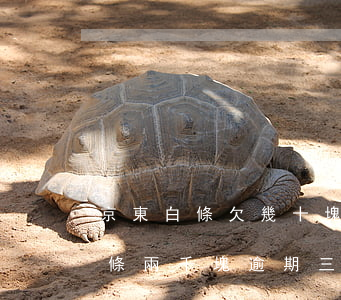 京東白條欠幾十塊逾期有什么后果(欠京東白條兩千塊逾期三年了)