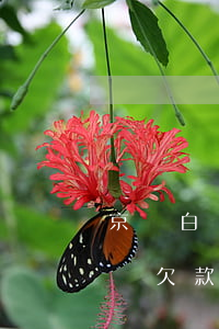 京東白條欠款2000多逾期一年-京東白條欠款2000多逾期一年怎么辦