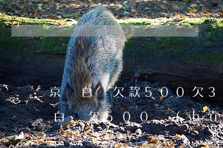 京東白條欠款500欠3個(gè)月(京東白條欠500會(huì)上門(mén)嗎2個(gè)月)