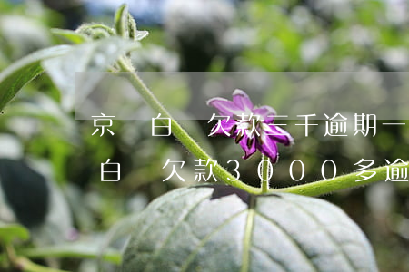 京東白條欠款三千逾期一個(gè)月(京東白條欠款3000多逾期一個(gè)月)