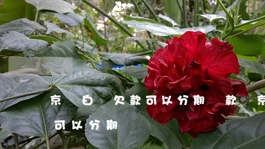 京東白條欠款可以分期還款嗎(京東白條還款可以分期還嗎)