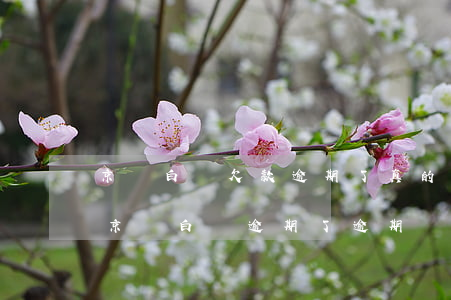 京東白條欠款逾期了真的會(huì)上門(京東白條逾期了,逾期還上之后,還說要上門)