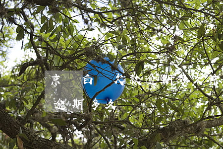 京東白條欠款逾期多久(京東白條借款了可以逾期多久)