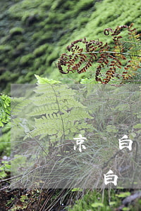 京東白條欠的沒還可以繼續(xù)用嗎(京東白條可以不還嗎)