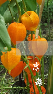 京東白條每個月按時還款可以嗎-京東白條每個月按時還款可以嗎安全嗎