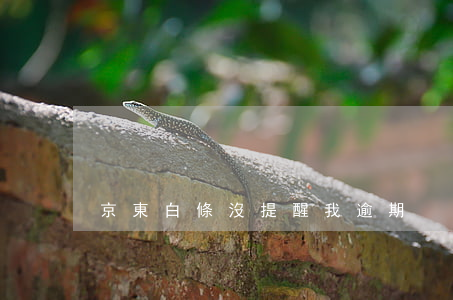 京東白條沒提醒我逾期