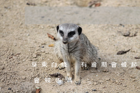 京東白條沒有逾期會被起訴嗎(京東白條逾期會被告嗎)