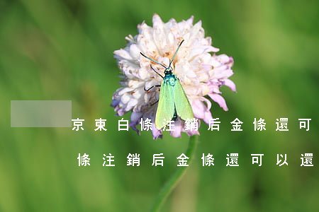 京東白條注銷后金條還可以還款嗎-京東白條注銷后金條還可以還款嗎安全嗎
