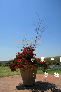 京東白條消費(fèi)還款賬號(hào)怎樣設(shè)置-京東白條消費(fèi)還款賬號(hào)怎樣設(shè)置密碼