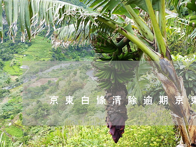 京東白條清除逾期(京東白條逾期了怎么修復)
