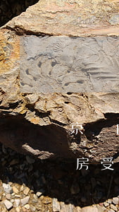 京東白條無逾期影響購房么(京東白條逾期買房受影響)
