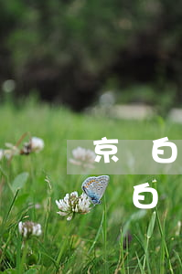 京東白條現(xiàn)在逾期上征信嗎(京東白條只要逾期就會上征信嗎)