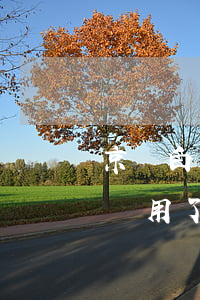 京東白條用了一千八逾期利息多少-京東白條用了一千八逾期利息多少錢