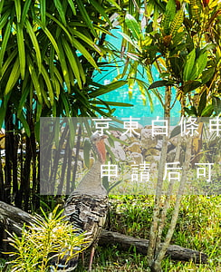 京東白條申請后可以延期還款嗎-京東白條申請后可以延期還款嗎安全嗎