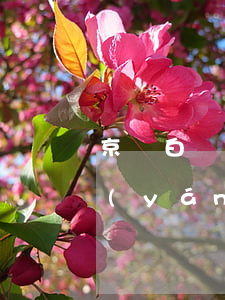 京東白條的逾期好要嗎(京東白條逾期后果嚴(yán)重嗎)